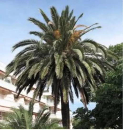 Eden Apartment Saint-Tropez Cameră foto